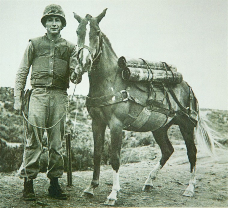 Sergeant Reckless Korean War Horse Served with Valor